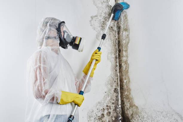 Best Mold Removal for HVAC Installations  in Myrtle Grove, NC